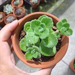 多肉植物 アロマティカス小鉢