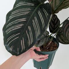 観葉植物 カラテア サンデリアーナ 鉢付きの画像