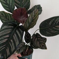 観葉植物 カラテア サンデリアーナ 鉢付きの画像