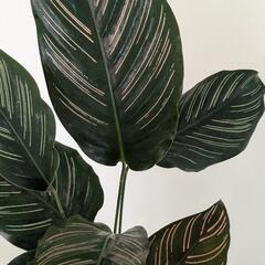 観葉植物 カラテア サンデリアーナ 鉢付きの画像