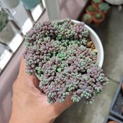 多肉植物 パープルヘイズ