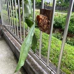 ビカクシダ　ネザーランド　観葉植物