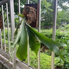 ビカクシダ　ネザーランド2 観葉植物