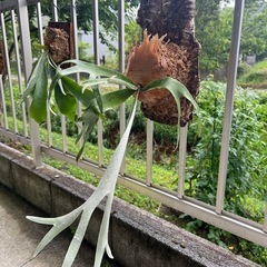 ビカクシダ　ベイチー　観葉植物