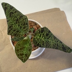 観葉植物ジュエルオーキッドマコデスペドラ