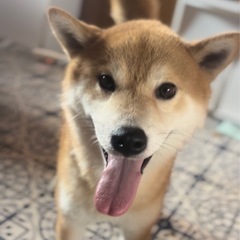 柴犬🌼3歳♂