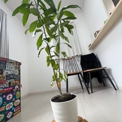 マングローブ　観葉植物　