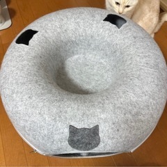 猫　ドーナツ