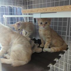 茶トラの子猫３匹（急募）