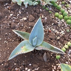 ドラゴントゥース アガベ