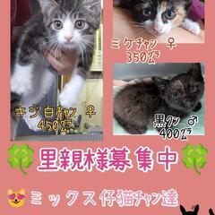 🍀ミックス仔猫③姉弟😺😽😸1ヶ月半〜🎂♂♀ご縁待ってます🍀