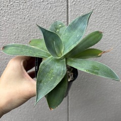 アガベ　斑入りドラゴントゥース