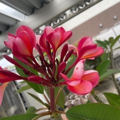 プルメリア苗