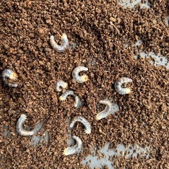 ニジイロクワガタ　ノーマルカラー
　幼虫　の画像