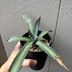 ランキングキーワードに紐づく投稿画像-観葉植物