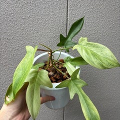 フィロデンドロン　ホワイトゴースト