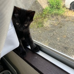 真っ黒子猫