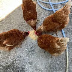 鶏　2羽　毎日卵を産むそうです