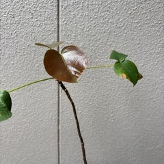 ボンバックス　実生の画像
