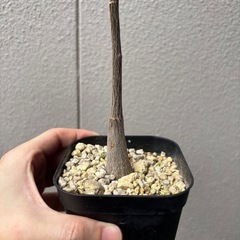 ボンバックス　実生の画像