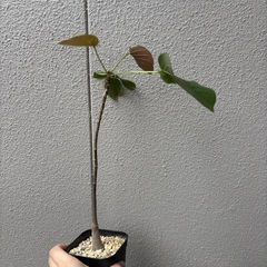 ボンバックス　実生の画像