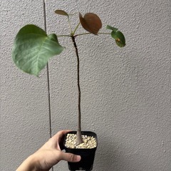 ボンバックス　実生