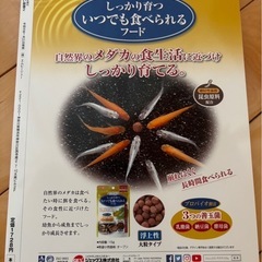 メダカ飼いたい新書2の画像