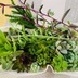 ランキングキーワードに紐づく投稿画像-多肉植物