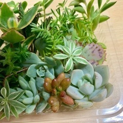 多肉植物カット苗㉑の画像
