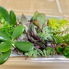 多肉植物カット苗㉑の画像