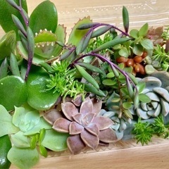 多肉植物カット苗㉑の画像