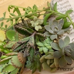 多肉植物カット苗㉑の画像