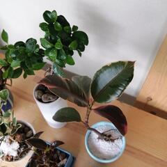 お話中。初心者6種類セット　フィカス　がじゅまる　ゴムの木の画像