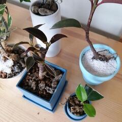 お話中。初心者6種類セット　フィカス　がじゅまる　ゴムの木の画像