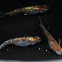 菊銀紅玉　めだか　有精卵20粒の画像