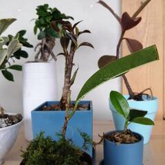 お話中。初心者6種類セット　フィカス　がじゅまる　ゴムの木の画像
