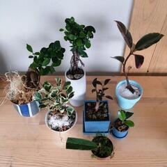 お話中。初心者6種類セット　フィカス　がじゅまる　ゴムの木の画像