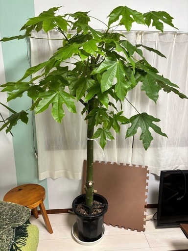 ボトルツリー アケリフォリウス ブラキキトン