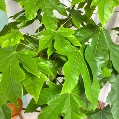 ボトルツリー アケリフォリウス ブラキキトン の画像