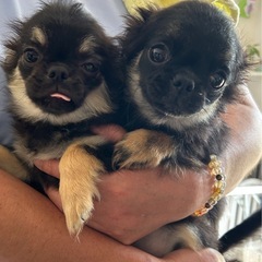 お値下げ中❣️崩れ期突入🤭可愛すぎるチワワ姉妹です🐶🐶🐶