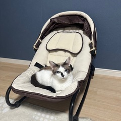 猫 里親募集 2022年9月生まれ