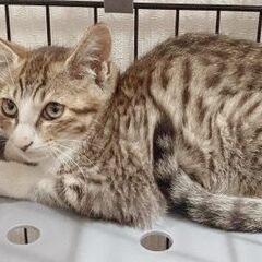 ☆クリクリお目目のとても可愛いサバトラ男の子＆三毛猫女の子…