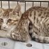 ランキングキーワードに紐づく投稿画像-子猫
