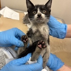 迷い猫