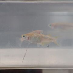 メダカ　　　ジュエルの画像
