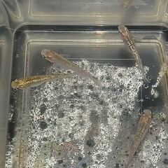 メダカ　　　ジュエルの画像