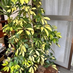 シェフレラ トリネッティ*斑入り の画像
