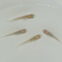 メダカ　　　ジュエルの画像