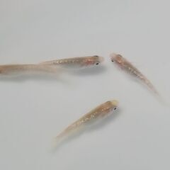 メダカ　　　ジュエルの画像