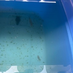【極上】花魁の針子１０匹　メダカ
の画像